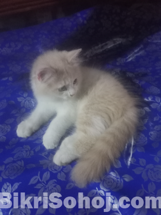 পারসিয়ান ছেলে বিড়াল ১.৫ মাস